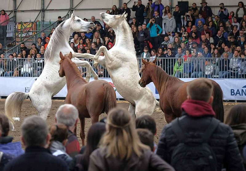 2026年意大利维罗纳马术马具展览会FIERACAVALLI展馆现场，专业观众参观实况