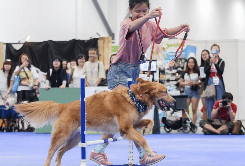 2026年新加坡宠物展览会SG Pet Festival展馆现场，专业观众参观实况