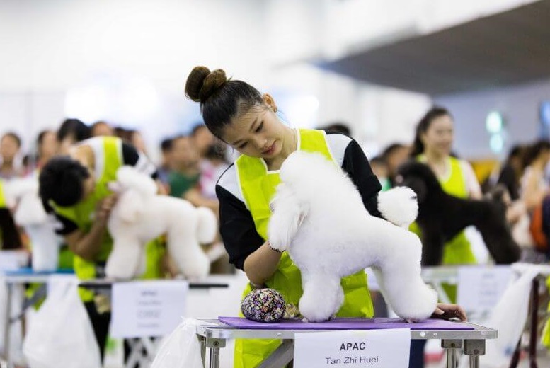2026年新加坡宠物展览会SG Pet Festival展会现场产品演示与行业交流活动