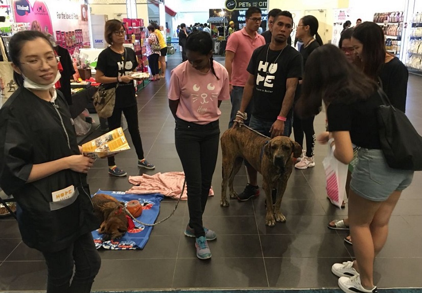 2026年马来西亚宠物用品展览会Pet Expo Malaysia参展商与海外采购商展台洽谈现场
